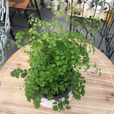 绿植花卉耐阴水培 铁线蕨盆栽铁丝草多年生常绿草本观叶绿植带土