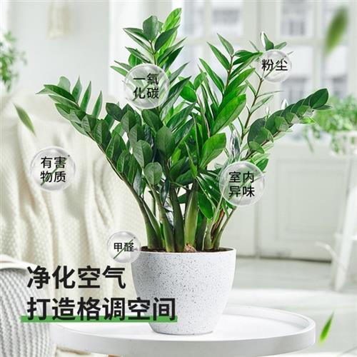 绿叶金钱树盆栽植物室内钱串子绿植四季常青摇钱树大叶迷你新品小