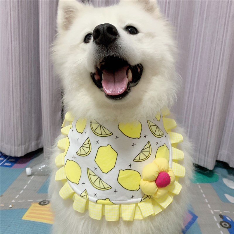 宠物口水巾中大型犬阿拉斯加萨摩耶防水三层围脖围兜