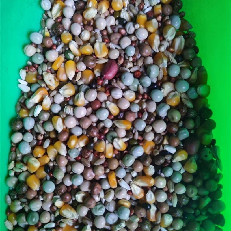 赛动力鸽粮带玉米1A营养赛鸽元宝圆环观赏鸽饲料50斤整包发货