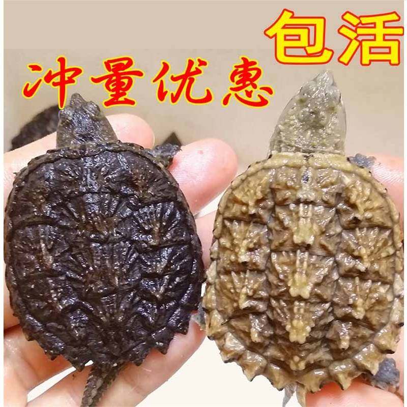 北美小鳄龟苗淡水小乌龟宠物观赏招财儿童暴刺纯佛杂佛鳄龟活物