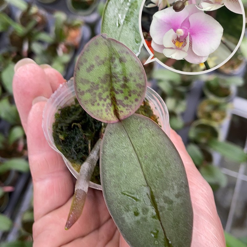 新品带香味e的蝴蝶兰原生种蝴蝶兰花苗部分花苞开花阳台花卉有清