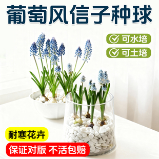 5颗水培葡萄风信子方玻璃瓶套装 种球根耐寒植物秋冬花卉水养百合