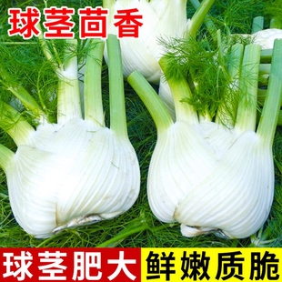 水果球茎茴香种子结球秧苗割茬小茴香籽阳台庭院四季播盆栽菜种子