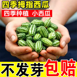 拇指西瓜种籽迷你蔬菜小水果种子秧苗母指阳台四季盆栽无籽瓜果孑