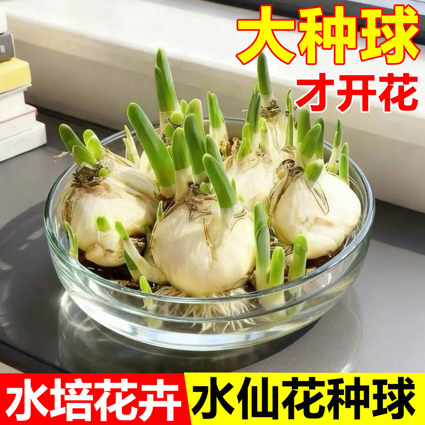 水仙花种球种子特大漳州重瓣水仙花水培盆栽春节开花室内植物花卉,鲜花速递/花卉仿真/绿植园艺,家庭园艺种子,淘宝优惠券,粉丝福利购,淘宝优惠卷