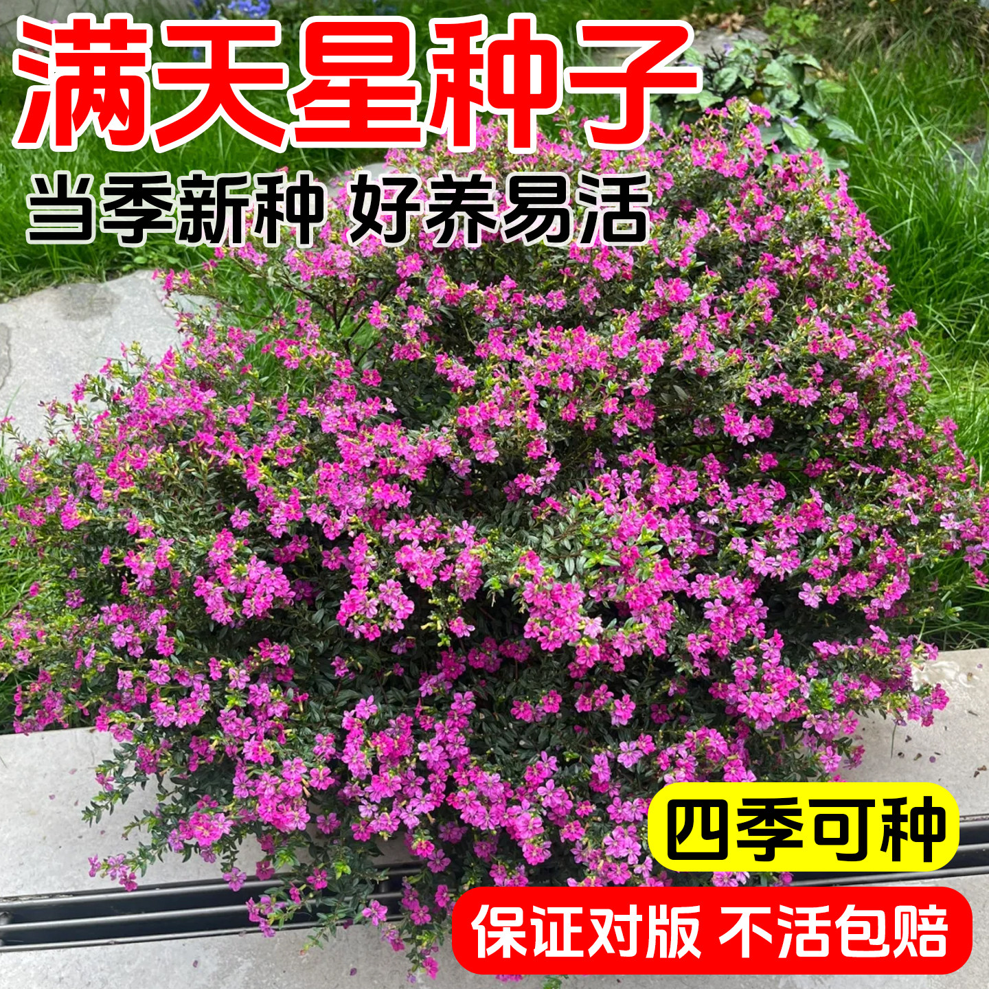 满天星种孑四季播种好养活易活开花盆栽花卉室内室外花种子籽花籽,鲜花速递/花卉仿真/绿植园艺,种苗/半成品盆栽,淘宝优惠券,粉丝福利购,淘宝优惠卷