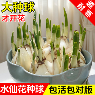 漳州水仙花种球种子盆栽水养花卉球种室内冬季水培植物花球带花苞