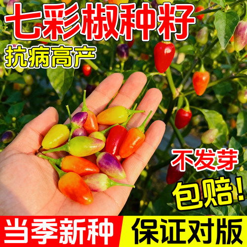 七彩椒种籽五彩辣椒种子灯笼秧苗