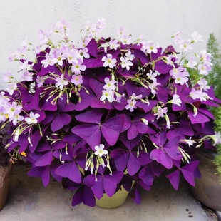 紫叶酢浆草多年生幸运三叶种球种子根盆栽庭院花卉观花植物室内花