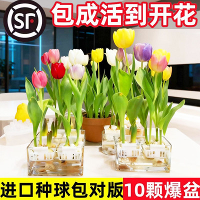 郁金香种球水培花卉土养植物室内