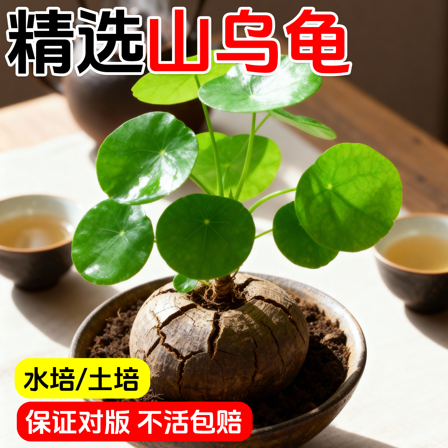 山乌龟爬藤植物水培一叶龟观叶