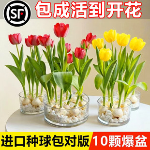水培花卉进口郁金香种球四季 盆栽开花种子室内花苗水养好活