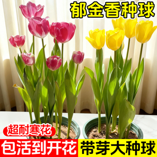 水培花卉进口郁金香种球四季盆栽开花种子室内花苗水养好活