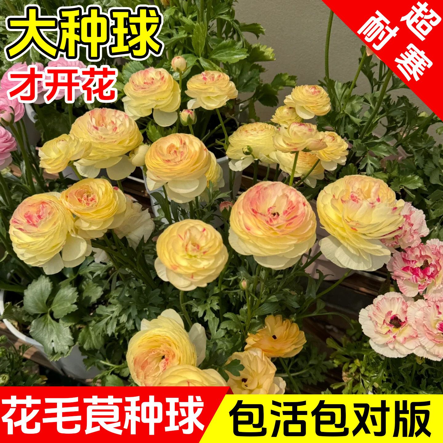 花毛茛洋牡丹花盆栽重瓣种球根花苗花种子室内外四季种植植物花卉