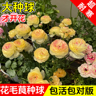 花毛茛洋牡丹花盆栽重瓣种球根花苗花种子室内外四季种植植物花卉