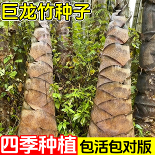 大型巨龙竹种子竹笋苗四季户外庭院园林种植可食用竹种籽新种优种