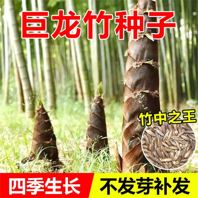 大型巨龙竹种子笋苗四季