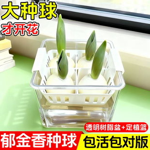 郁金香种球水培套餐定植篮耐寒花卉绿植室内土培四季 种子盆栽花苗