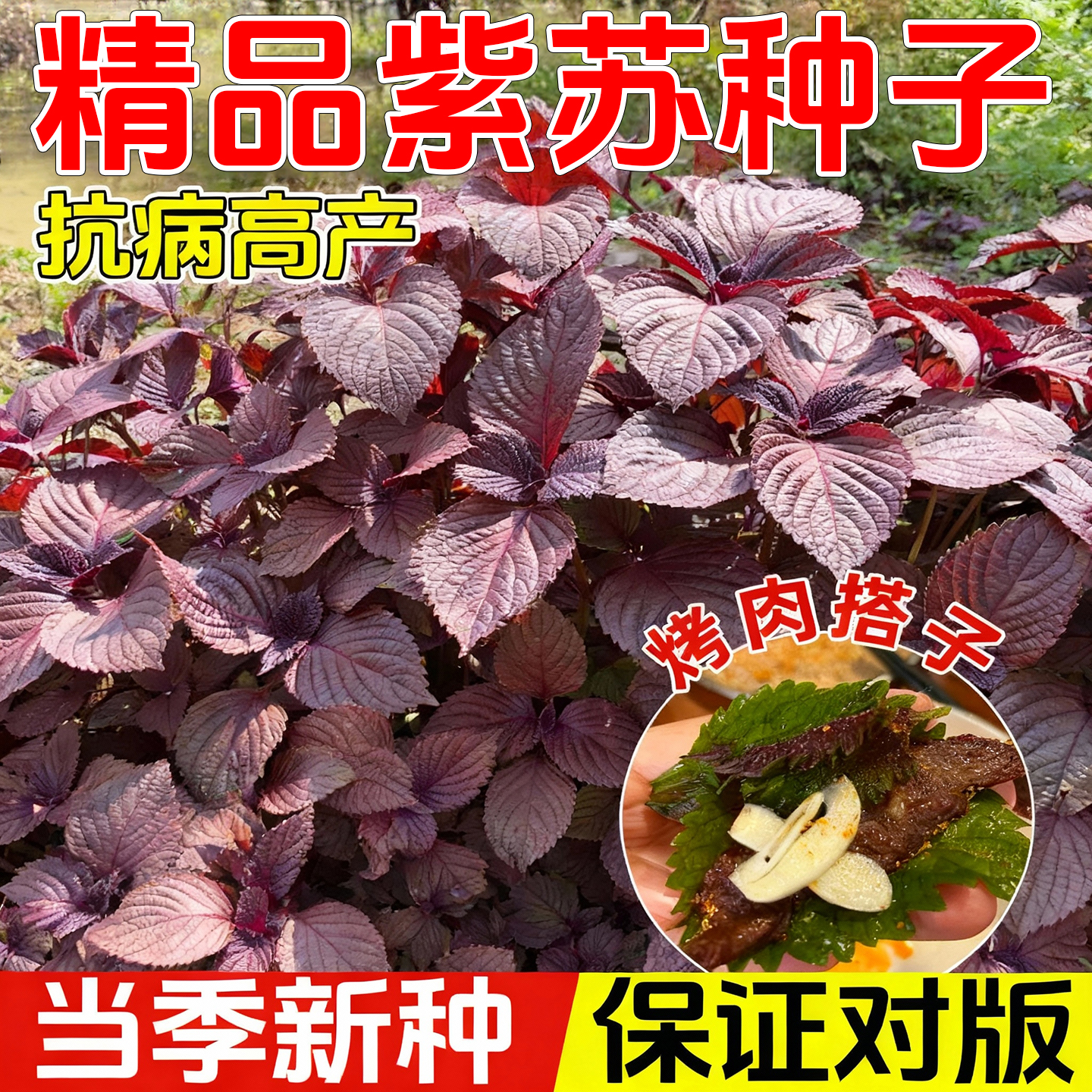 紫苏种子可食用双面红紫苏大叶