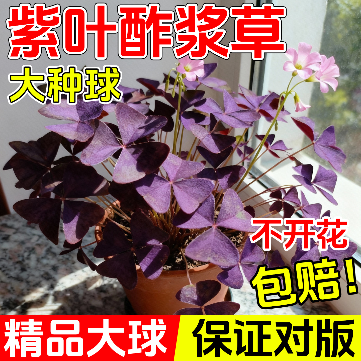 紫叶酢浆草多年生幸运三叶种球