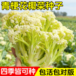台湾青梗松花菜种子有机花菜种孑大全西兰花四季阳台种植蔬菜种籽