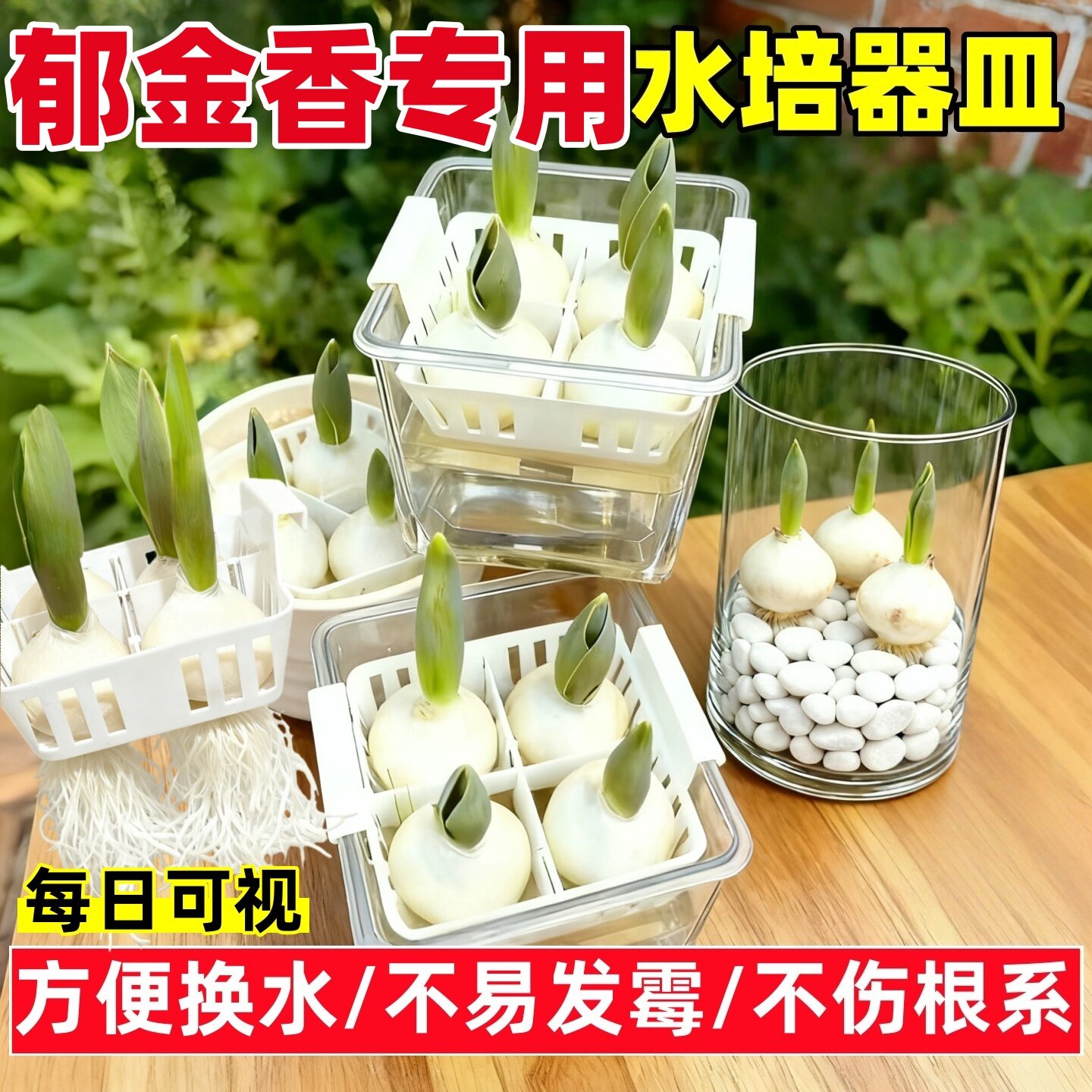 郁金香种球水培花卉绿植物室内外盆栽荷兰鲜花种籽子易活四季好养,鲜花速递/花卉仿真/绿植园艺,种苗/半成品盆栽,淘宝优惠券,粉丝福利购,淘宝优惠卷