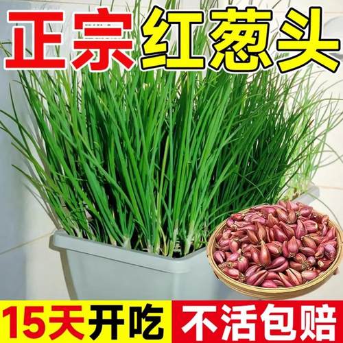 红葱头种子正宗广东四川小香葱苗