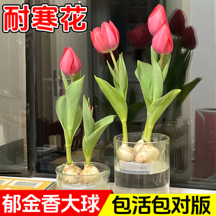 郁金香种球水培花卉植物室内花四季 开花种子盆栽花苗土培水养好活
