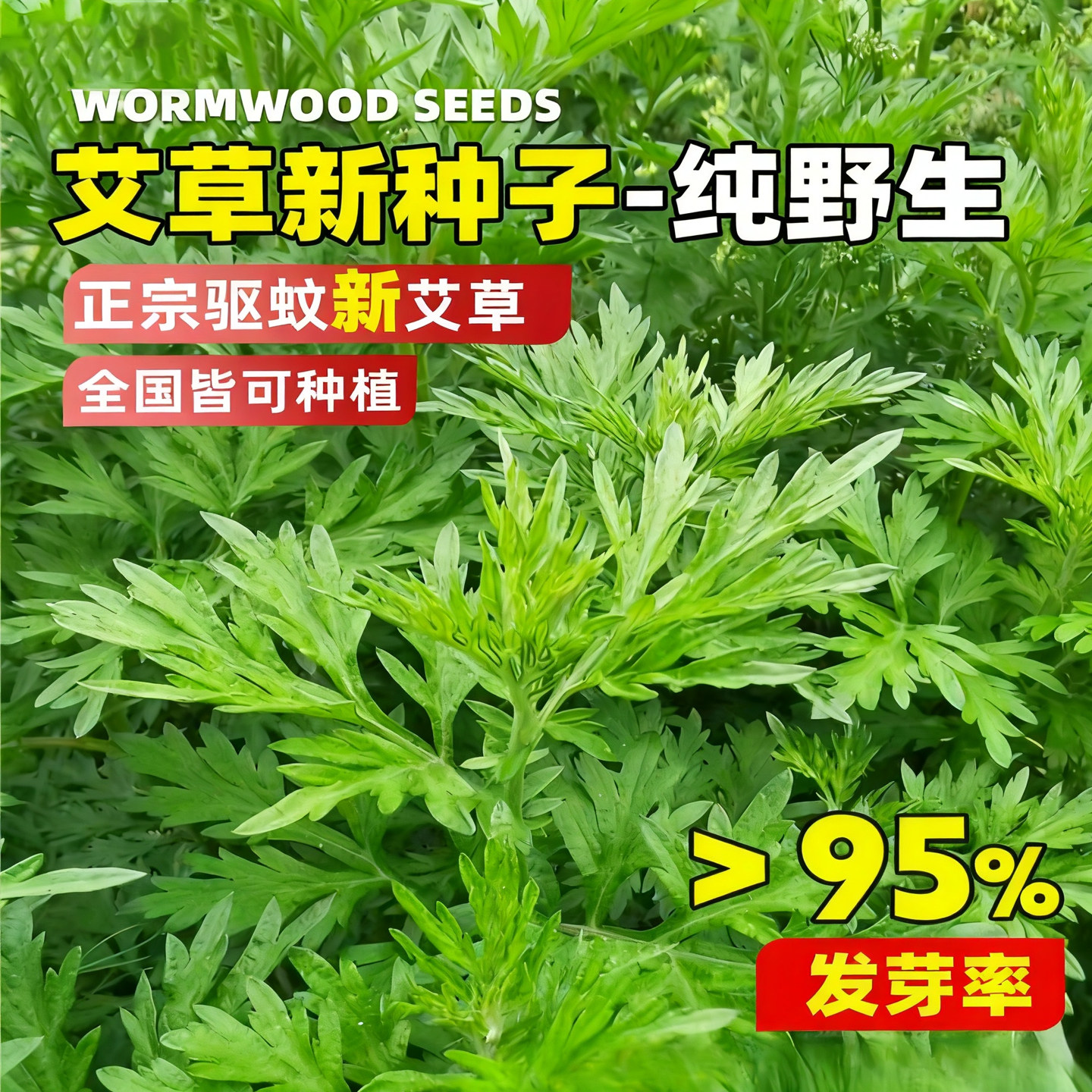 艾草种子食用药用驱蚊草艾叶野生