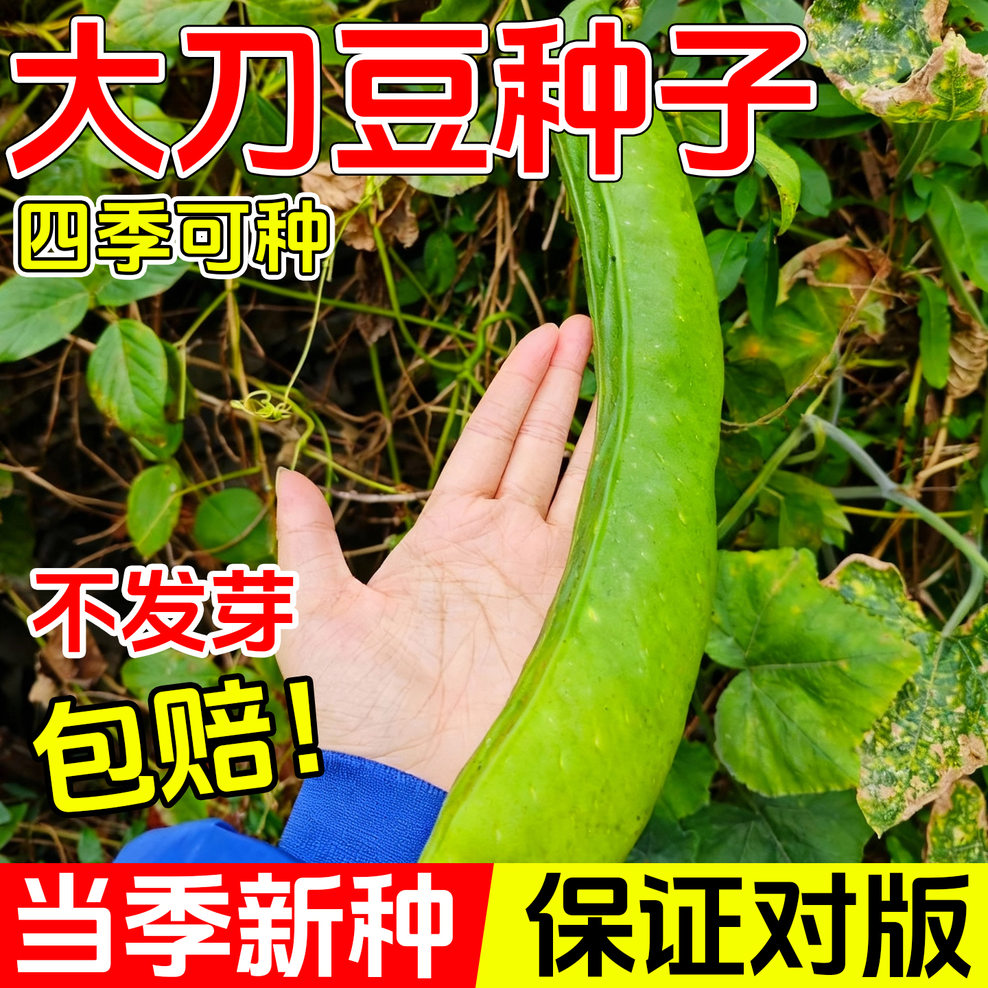 大刀豆种籽爬藤无架豆角老品种