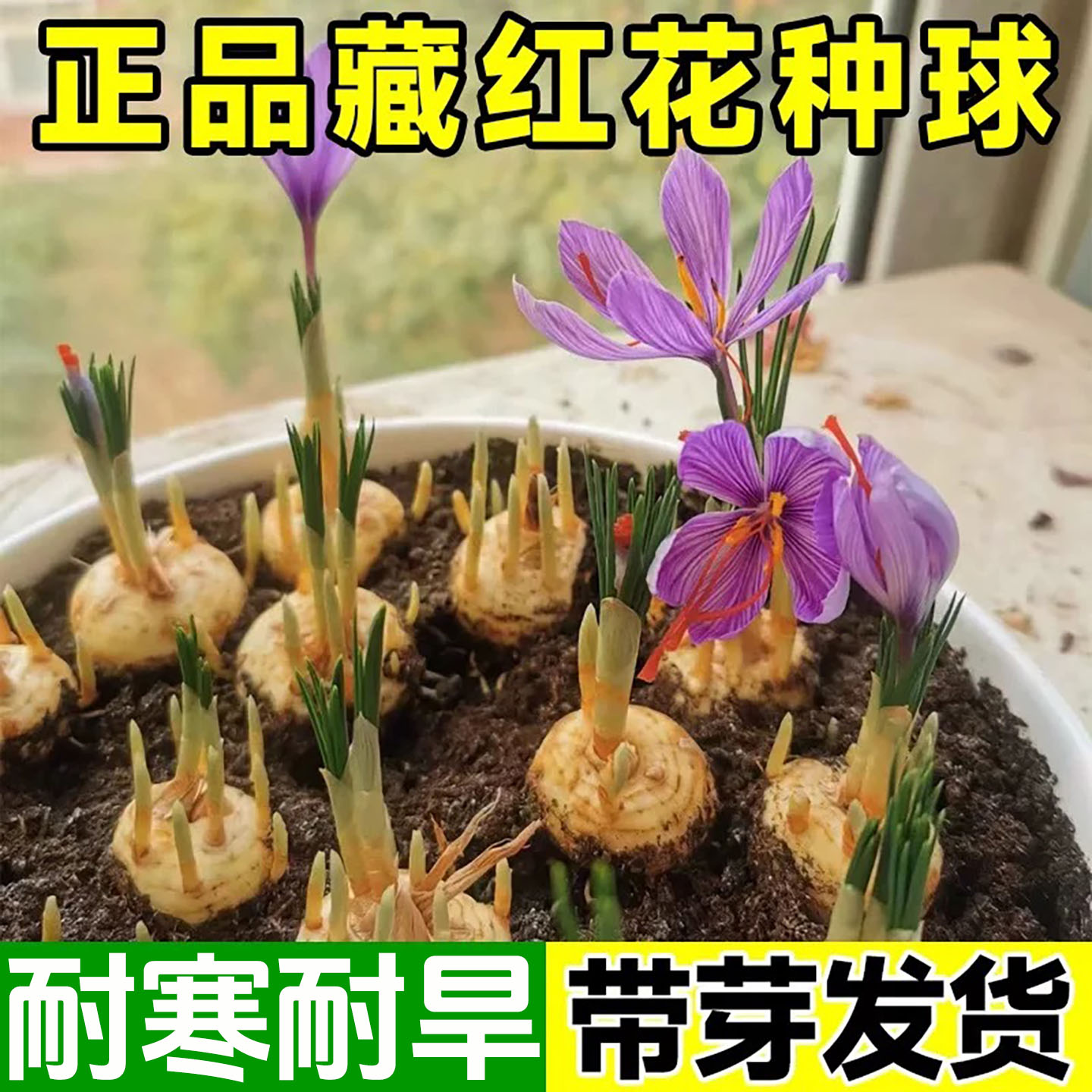 藏红花种球盆栽中药可食用