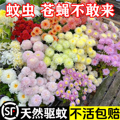 除虫菊花种籽子夏季驱蚊花卉