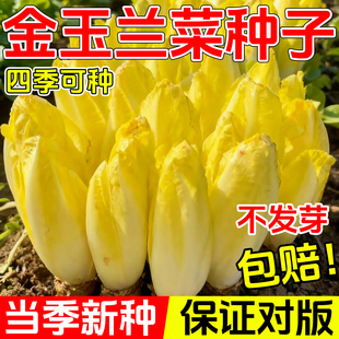 金玉兰菜种子软化菊苣苦苣种子菜根种孑种苗白玉兰种子黄芽菜种子