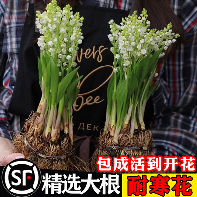 带芽铃兰苗带根室内绿植花卉四季