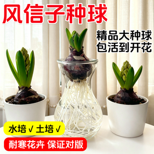 风信子种球水培套装荷兰进口四季水养花卉植物土培盆栽郁金香种子