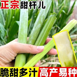 甜杆种子甜高粱杆种籽高梁北方小甘蔗苗种新鲜水果蔬菜四季播种