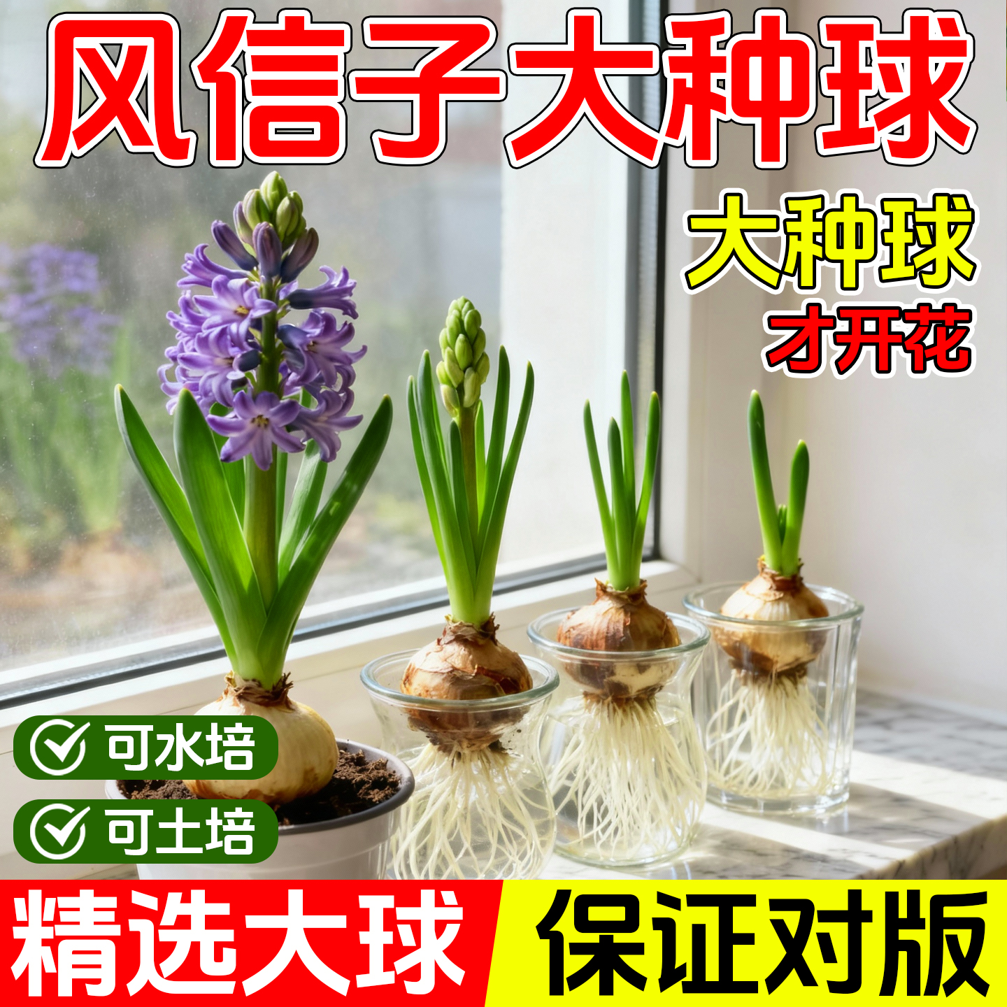 风信子种球水培套装荷兰进口四季