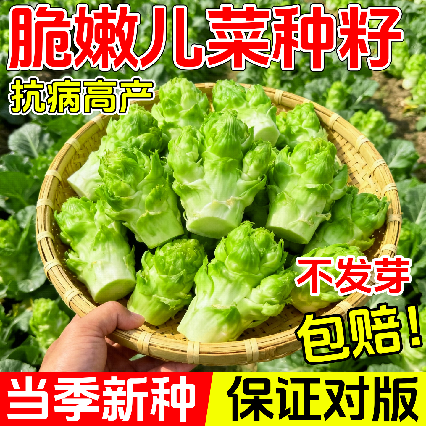 儿菜种籽娃娃菜抱子芥菜四季秋冬