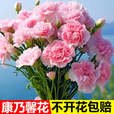 重瓣康乃馨种子阳台庭院驱蚊香籽