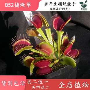 B52捕蝇草【四季驱蚊食虫植物盆栽食人花大食虫草捕蚊绿植盆栽】
