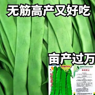 高产宽扁芸豆种子无筋架豆种子三扁二扁豆角种四季豆种子各地可种