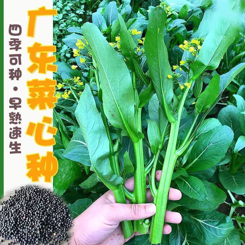 包邮四九菜心种子25天速