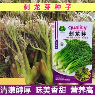 正宗刺龙芽种子味好树头菜山野菜刺老包种籽东北刺嫩芽蔬菜种子