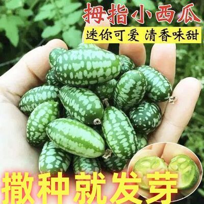 拇指西瓜种子营养脆甜多