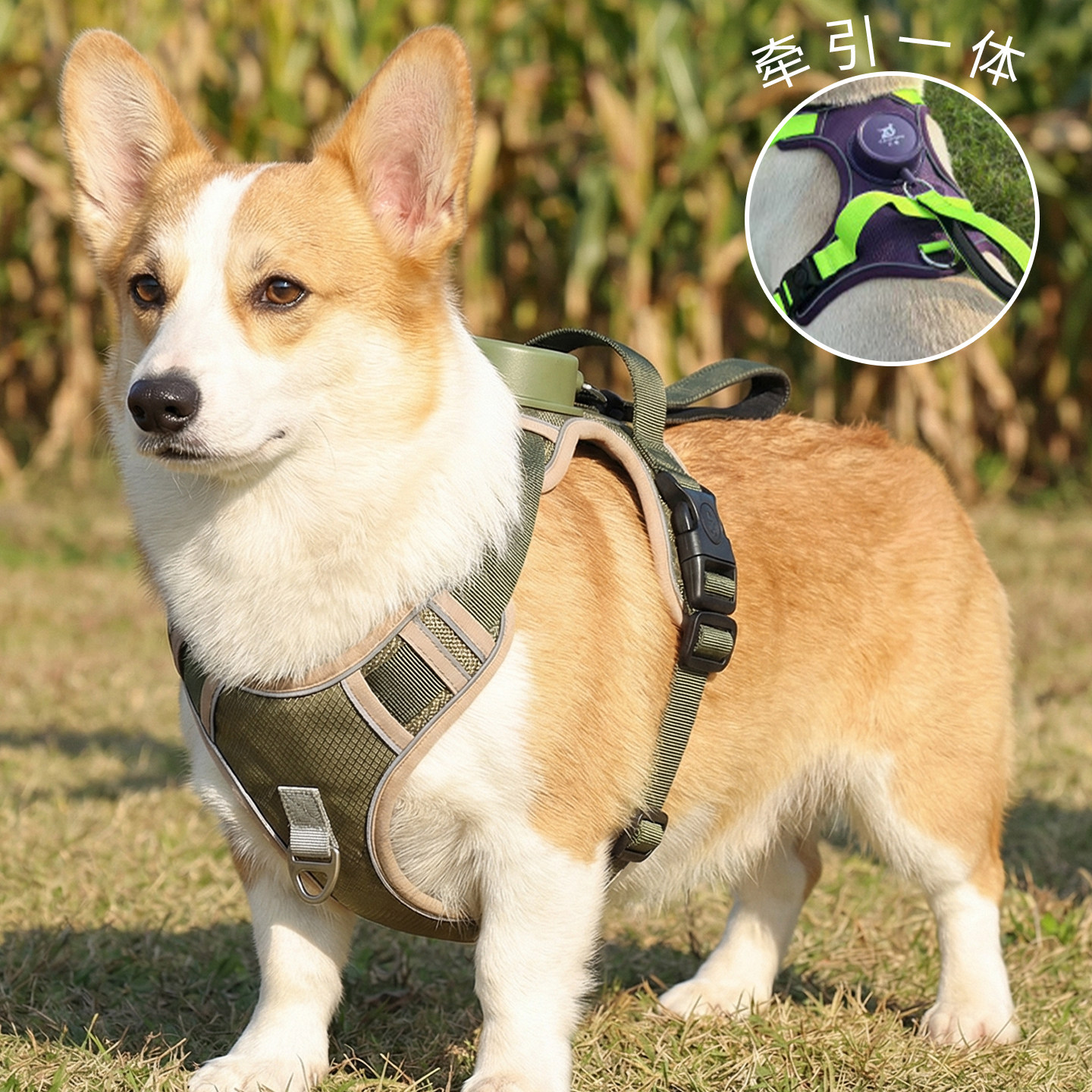 遛狗狗牵引绳自动伸缩中小大型犬宠物胸背心式专用柯基防爆冲边牧
