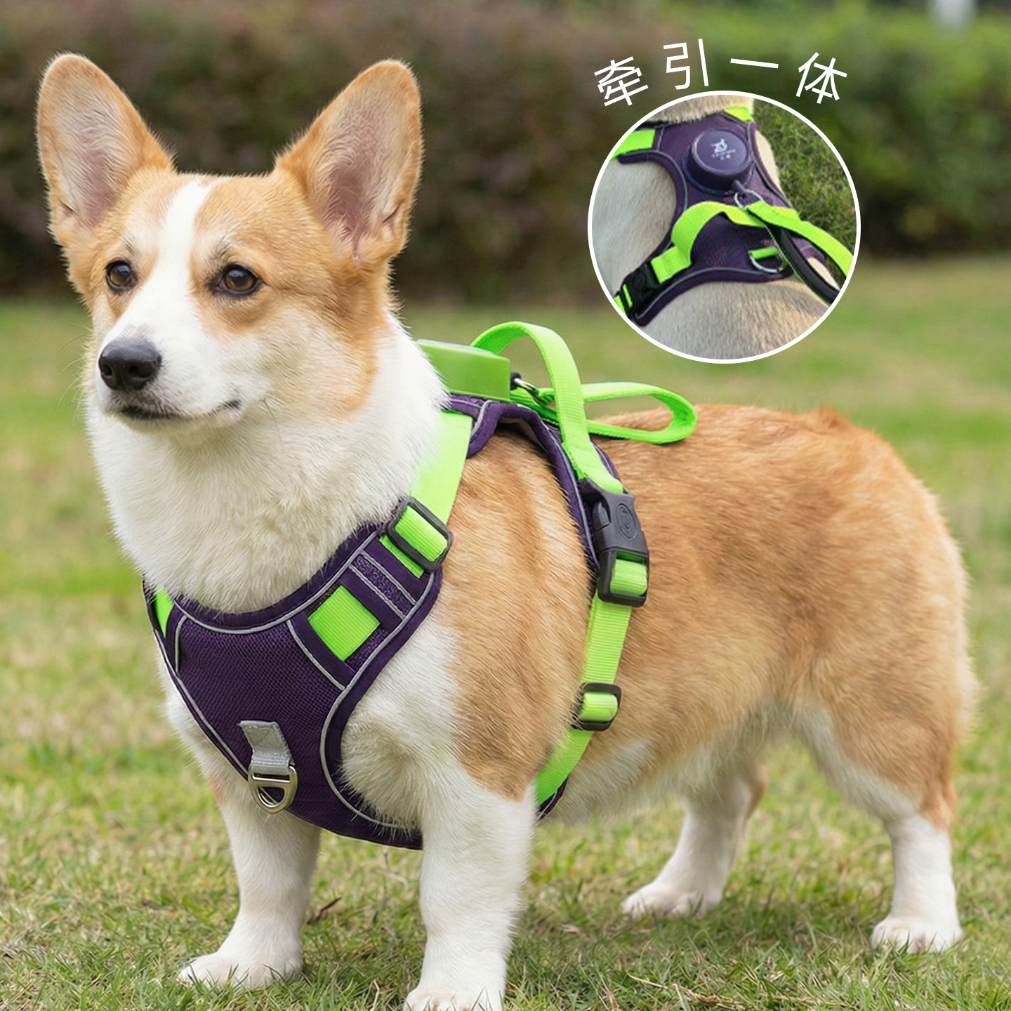 遛狗狗牵引绳自动伸缩中小大型犬宠物胸背心式专用柯基防爆冲柴犬