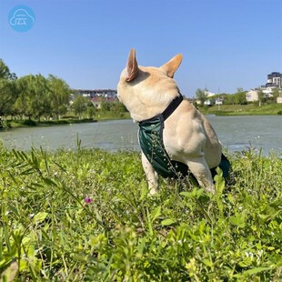 极速狗狗肚兜防着凉狗狗肚兜夏天柯基肚兜防水防脏小狗肚兜防凉四