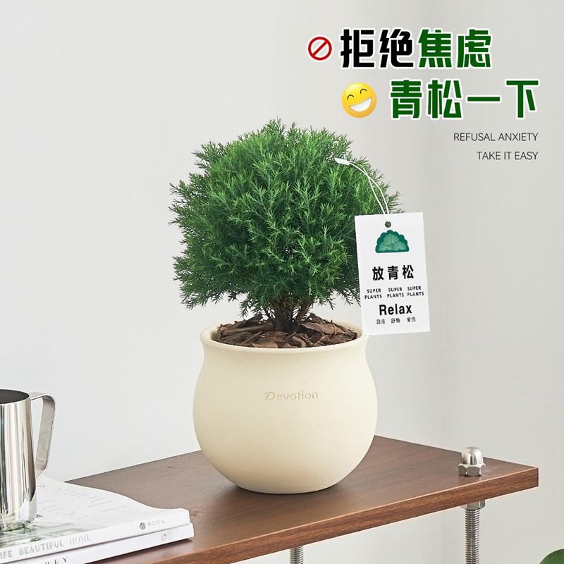 雾凇盆栽放轻松植物花卉绿植室内办公室适合懒人养的花四季常青