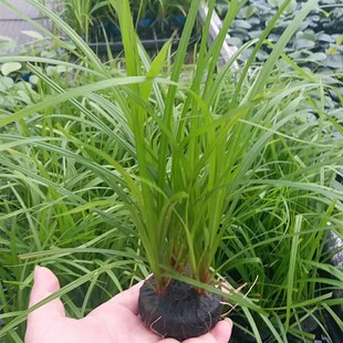 泰国水剑小坨草鱼草缸造景水草场直发懒人水培增氧阴性淡水草植物